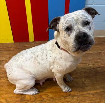 Tapioca -  Mixed Breed Dog for Adoption in Ocala, Florida - Tapioca | PetCurious