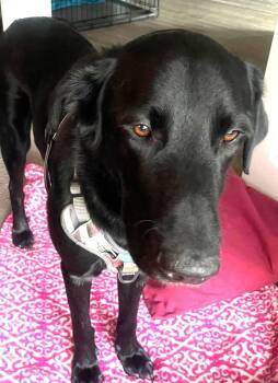 Labrador Retriever Dogs Available for Adoption in Dallas, Texas - Budster | PetCurious