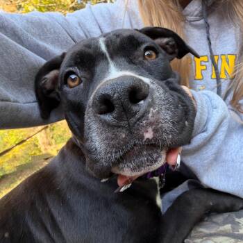 Hopscotch -  Mixed Breed Dog for Adoption in Edwardsville, Illinois - Hopscotch | PetCurious