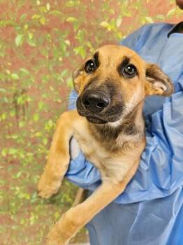 Austin -  Shepherd and Mixed Breed Dog for Adoption in San Antonio, Texas - Austin | PetCurious