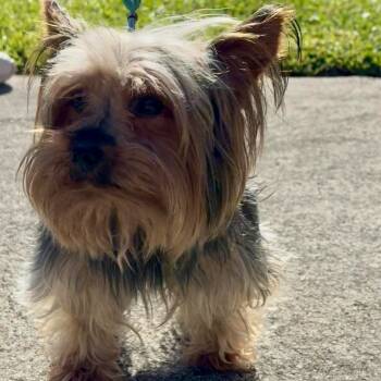 Rescue Yorkshire Terrier Dogs for Adoption in Palm City, Florida - TOBY | PetCurious