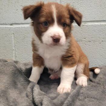 Mixed Breed Dogs Available for Adoption in Loxahatchee Groves, Florida - BECCA 9612 | PetCurious