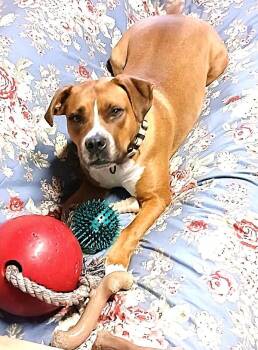 Rescue Rhodesian Ridgeback Dogs for Adoption in Pegram, Tennessee - HAP | PetCurious