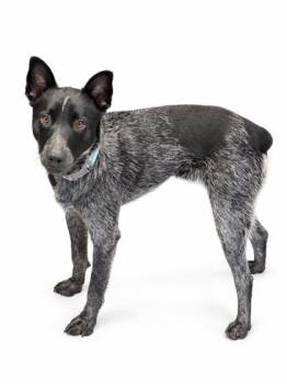 Smokey -  Cattle Dog and Mixed Breed Dog for Adoption in Bowling Green, Kentucky - Smokey | PetCurious