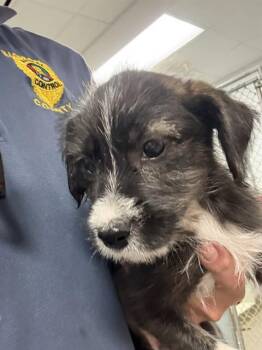 Schnauzer and Mixed Breed Dogs Available for Adoption - LUCKY | PetCurious