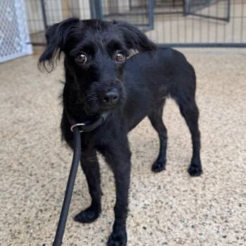 Brie Eloise -  Miniature Poodle and Terrier Dog for Adoption in Houston, Texas - Brie Eloise | PetCurious