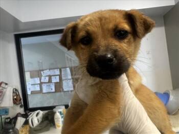 Mixed Breed Dogs Available for Adoption - BALOO | PetCurious