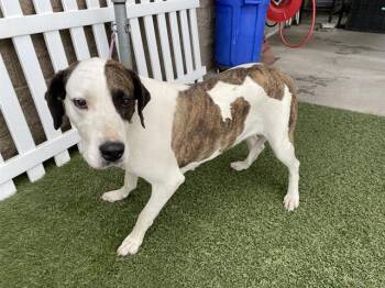 Great Dane and Mixed Breed Dogs Available for Adoption in Modesto, California - A609961 | PetCurious