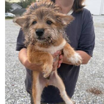 Poosee -  Poodle and Shiba Inu Dog for Adoption in Normal, Illinois - Poosee | PetCurious