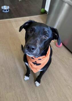 Willie low fee -  Hound and Labrador Retriever Dog for Adoption in Brierfield, Alabama - Willie Low Fee | PetCurious