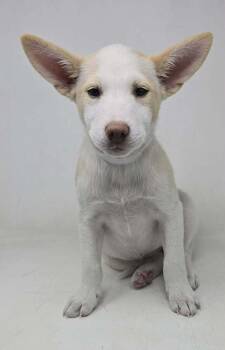 Labrador Retriever and Basenji Dogs Available for Adoption in Brewster, New York - All The Glory (A Pups) | PetCurious