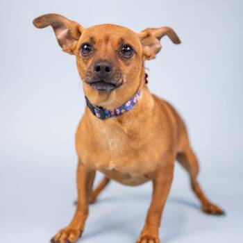 Buzz -  Chihuahua Dog for Adoption in Portland, Oregon - Buzz | PetCurious
