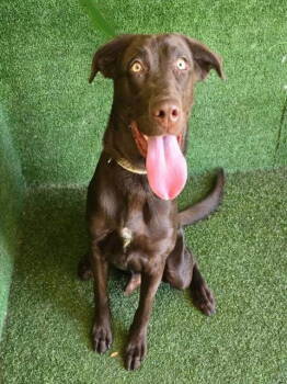Rescue Labrador Retriever Dogs for Adoption in San Diego, California - Tucker | PetCurious
