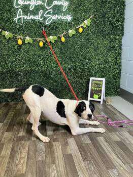 Edith -  Pointer Dog for Adoption in Wando, South Carolina - Edith | PetCurious