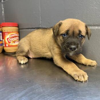 Shepherd and Labrador Retriever Dogs Available for Adoption in Tuscaloosa, Alabama - TUSC-Stray-84534_2 | PetCurious
