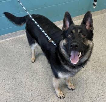 German Shepherd Dog and Mixed Breed Dogs Available for Adoption in Fishers, Indiana - Badal | PetCurious