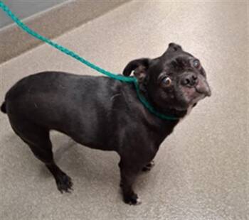 NABI -  Pug Dog for Adoption in Las Vegas, Nevada - NABI | PetCurious