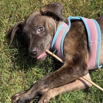 Callie (Was Radiohead) *AVAILABLE IN FOSTER* -  Mixed Breed Dog for Adoption in Columbiana, Alabama - Callie (Was Radiohead) *AVAILABLE IN FOSTER* | PetCurious