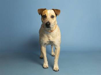 MOOSE -  Australian Cattle Dog Blue Heeler and Mixed Breed Dog for Adoption in Phoenix, Arizona - MOOSE | PetCurious
