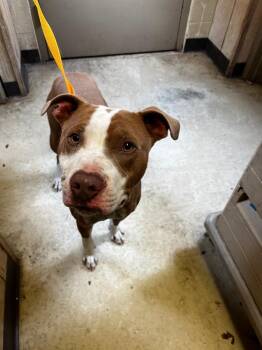 Pit Bull Terrier Dogs Available for Adoption in Benton, Arkansas - Kane | PetCurious