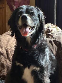 Border Collie and Cocker Spaniel Dogs Available for Adoption in Silvana, Washington - Leela | PetCurious