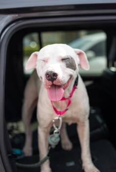 Meredith -  American Staffordshire Terrier Dog for Adoption in Tampa, Florida - Meredith | PetCurious