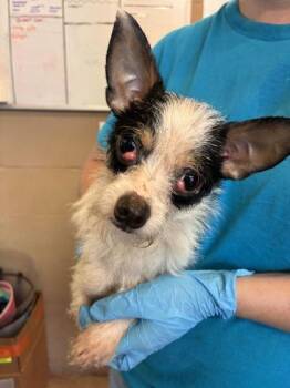 ODYSSEUS -  Mixed Breed Dog for Adoption in Fernandina Beach, Florida - ODYSSEUS | PetCurious