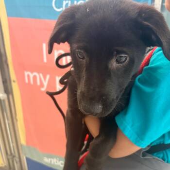 Melissa -  Cattle Dog and Mixed Breed Dog for Adoption in Chicago, Illinois - Melissa | PetCurious