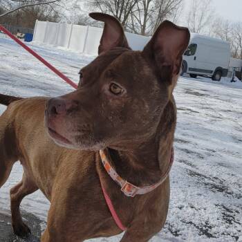 Mixed Breed Dogs Available for Adoption - Mocha | PetCurious