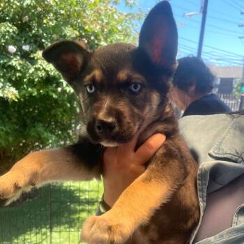 Shepherd and Husky Dogs Available for Adoption in San Francisco, California - Bucket | PetCurious
