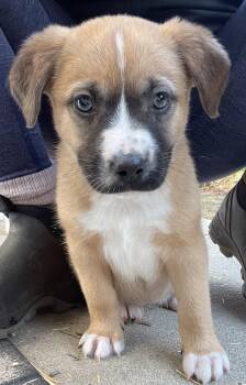 Shepherd and Great Pyrenees Dogs Available for Adoption in Island Lake, Illinois - Penne Lane | PetCurious