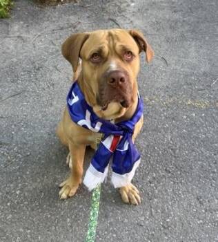 Samu -  Dogue De Bordeaux Dog for Adoption in Toronto, Ontario - Samu | PetCurious