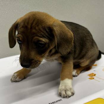 Jack Russell Terrier Dogs Available for Adoption in Tampa, Florida - Silas | PetCurious