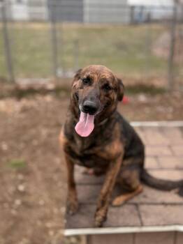 Plott Hound and Mixed Breed Dogs Available for Adoption in Peru, New York - Buster | PetCurious
