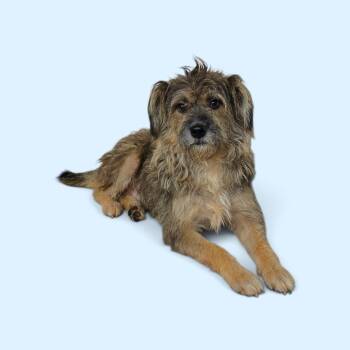 Douglas -  Schnauzer and Poodle Dog for Adoption in Dallas, Georgia - Douglas | PetCurious