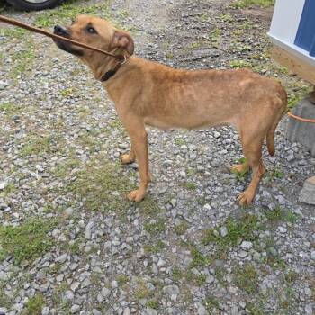 Polly -  Hound Dog for Adoption in Cleveland, Tennessee - Polly | PetCurious