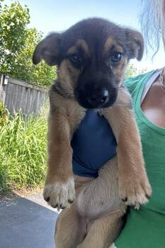 Thundercat -  German Shepherd Dog Dog for Adoption in Bull Valley, Illinois - Thundercat | PetCurious