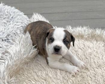 American Staffordshire Terrier and Boxer Dogs Available for Adoption - Snoopy | PetCurious