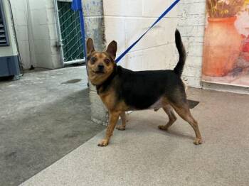 RICKY -  Chihuahua and Mixed Breed Dog for Adoption in San Bernardino, California - RICKY | PetCurious