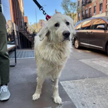 Great Pyrenees Dogs Available for Adoption in New York, New York - Creamy | PetCurious