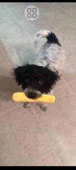 Shih Tzu Dogs Available for Adoption - Cleo | PetCurious