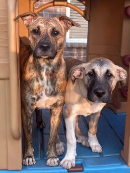 Rescue American Staffordshire Terrier and Shepherd Dogs for Adoption in Choctaw, Oklahoma - Starlight | PetCurious
