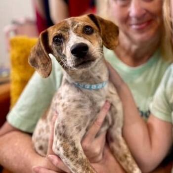 Jelly Ark -  Beagle Dog for Adoption in Friendswood, Texas - Jelly Ark | PetCurious
