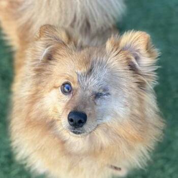 Pomeranian and Retriever Dogs Available for Adoption - Canelito | PetCurious