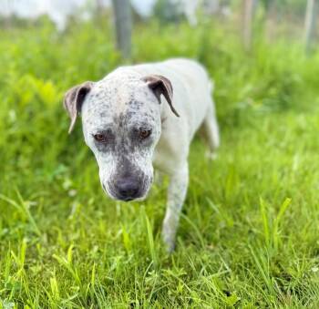 Malaysia -  Staffordshire Bull Terrier Dog Available for Adoption in Hudson, New York - Malaysia | PetCurious