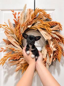 Perry -  Chihuahua Dog for Adoption in Goodyear, Arizona - Perry | PetCurious