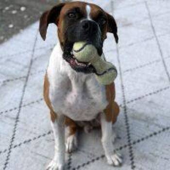 Rescue Boxer Dogs for Adoption in Davis, California - Rocky Balboa | PetCurious