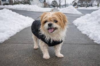 Shih Tzu and Yorkshire Terrier Dogs Available for Adoption - Levi | PetCurious