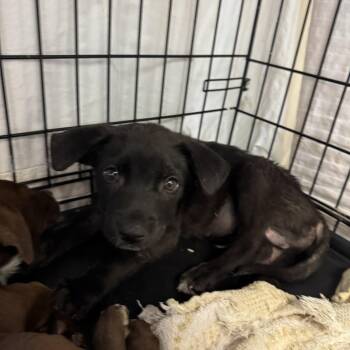 Mixed Breed Dogs Available for Adoption in Austin, Texas - Roman | PetCurious
