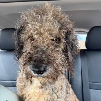 Henrietta C-34113 -  Poodle and Mixed Breed Dog for Adoption in Oklahoma City, Oklahoma - Henrietta C-34113 | PetCurious